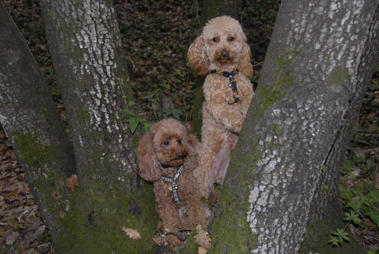 Fibie & Vickie (famille Viennet)