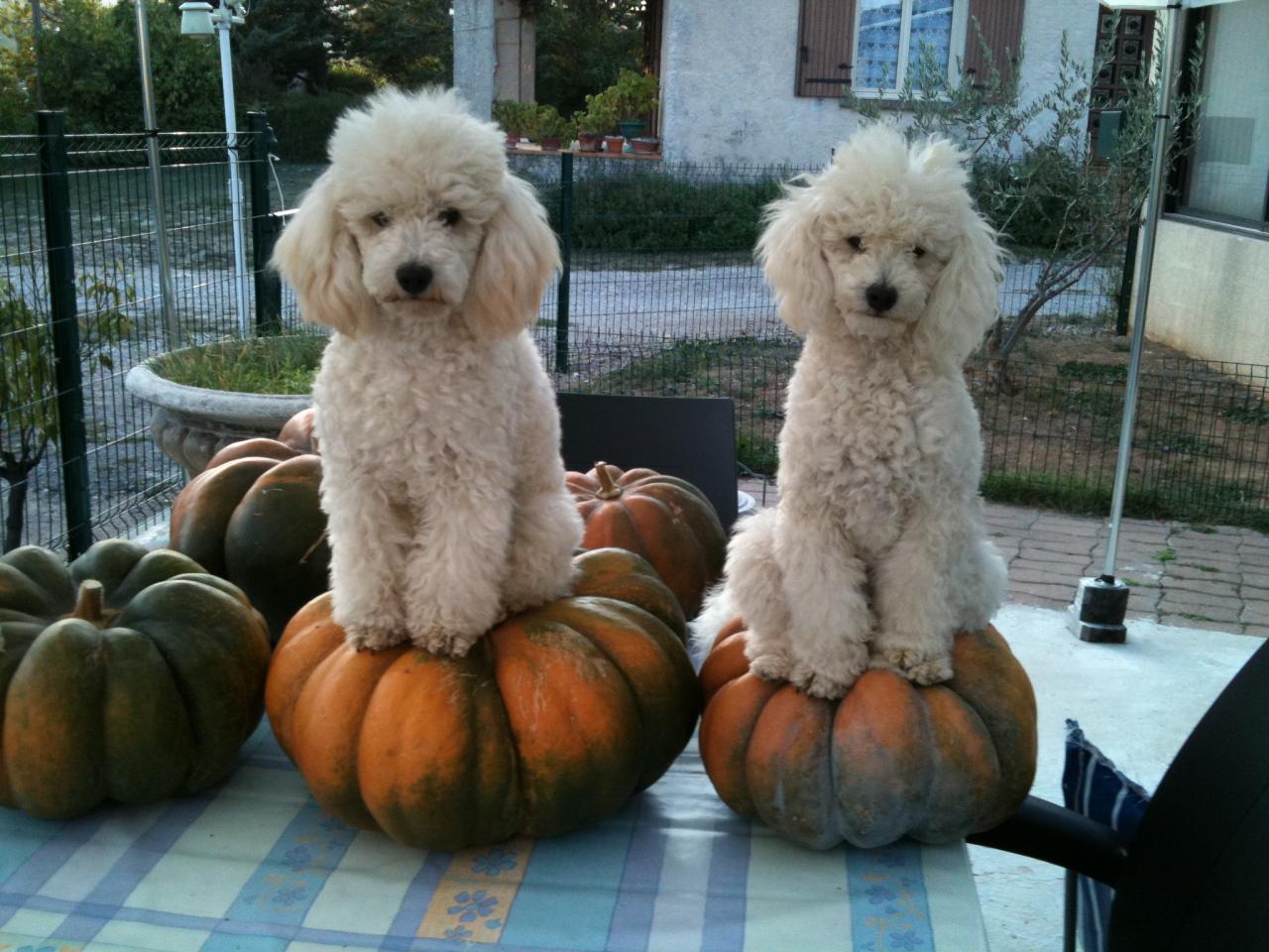 Flower & Fabio (famille Signoret)