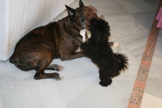 Holly et son copain le boxer (Famille Garcia)