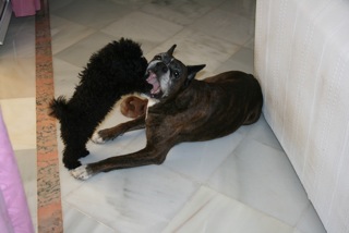 Holly et son copain le boxer (Famille Garcia)