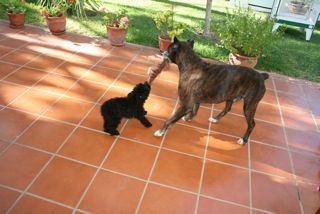 Holly et son copain le boxer (Famille Garcia)