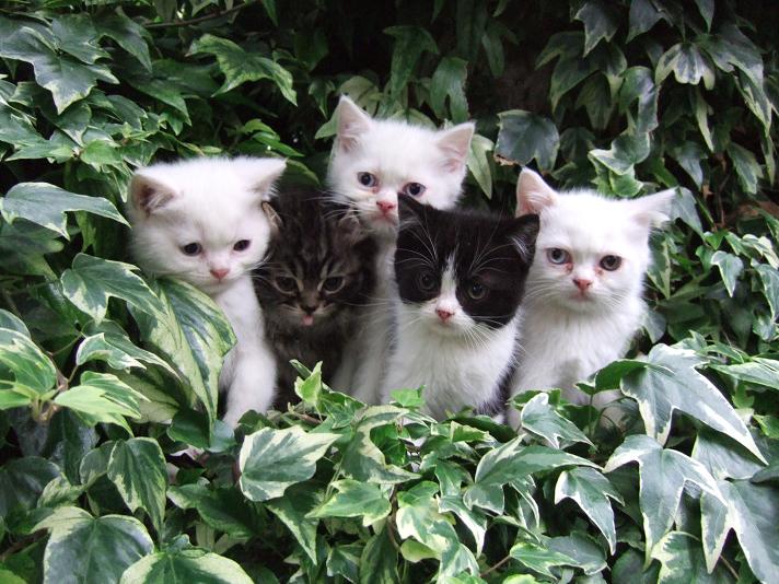 la famille chatons