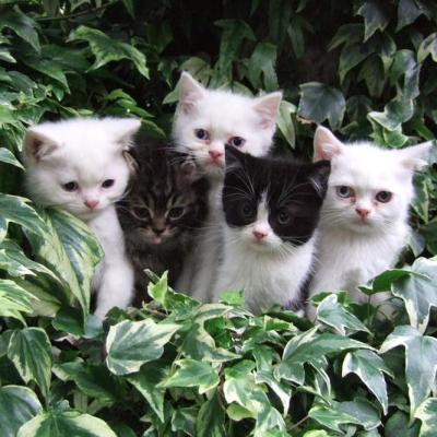 la famille chatons