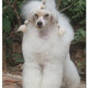 Alpha Du Petit Lord (toy)