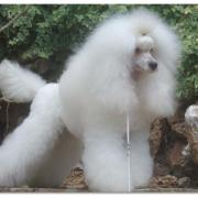 Ungara Du Petit Lord (naine)