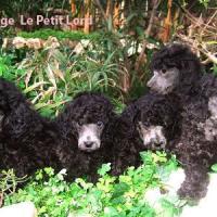 Chiots Gris