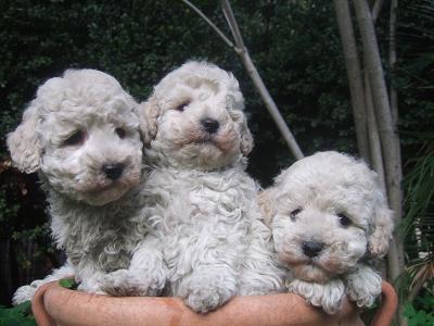 Chiots Blancs