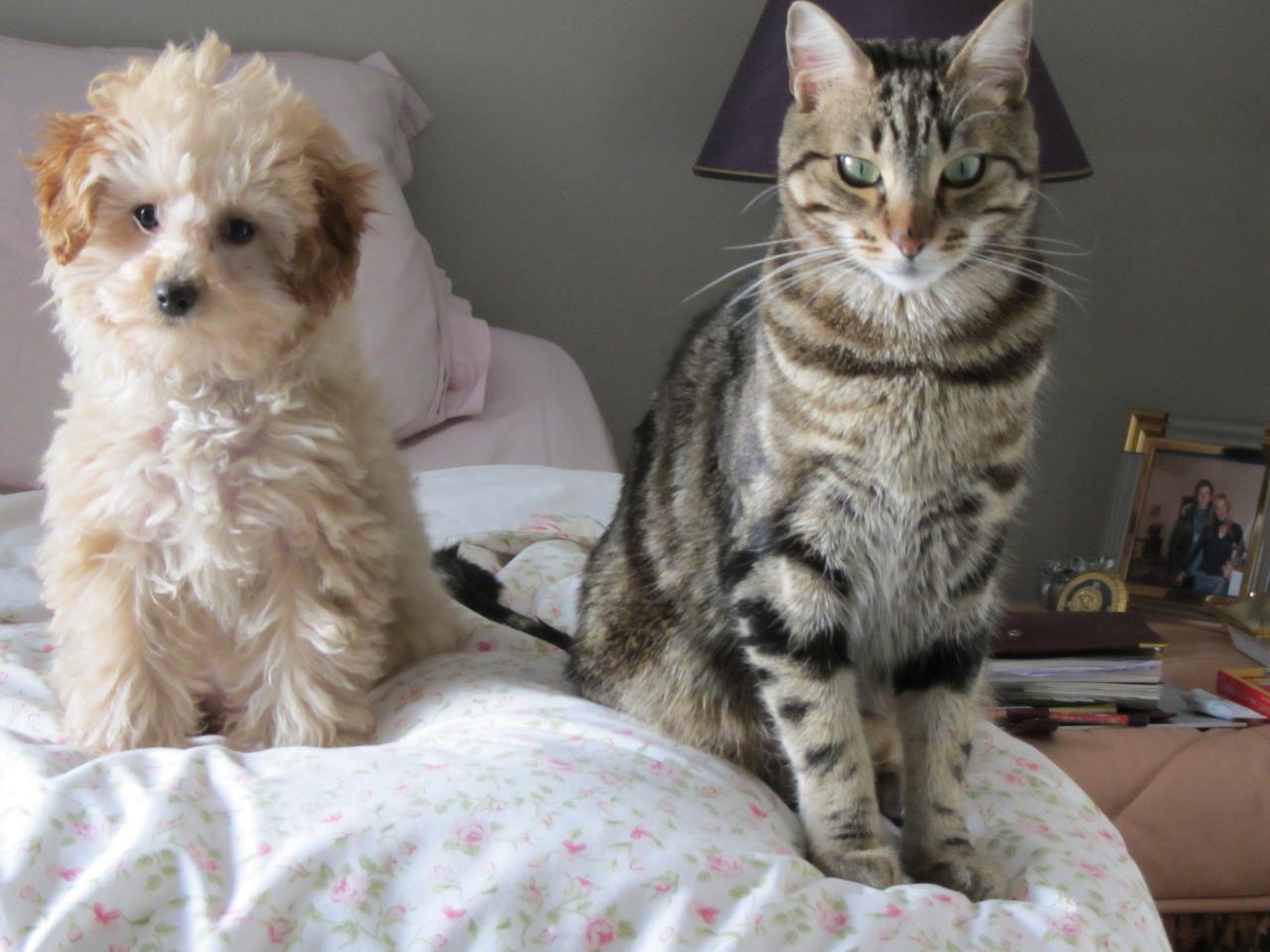 Ginger dite Myli avec son copain Puma (famille Dreyfus)