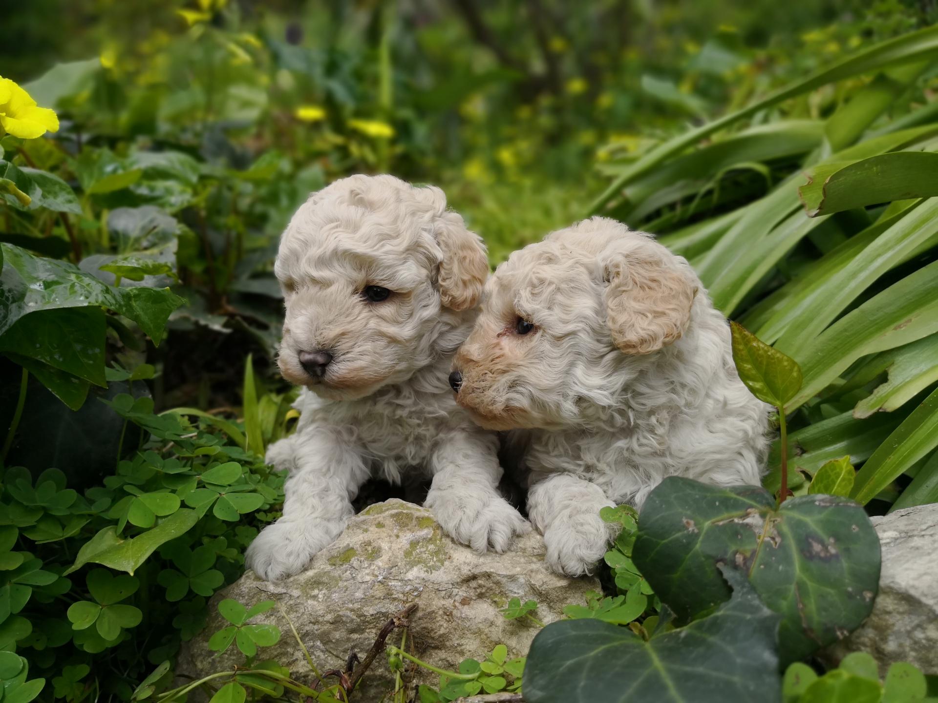 Bébés Hinaya - photo prise le 15.04.18