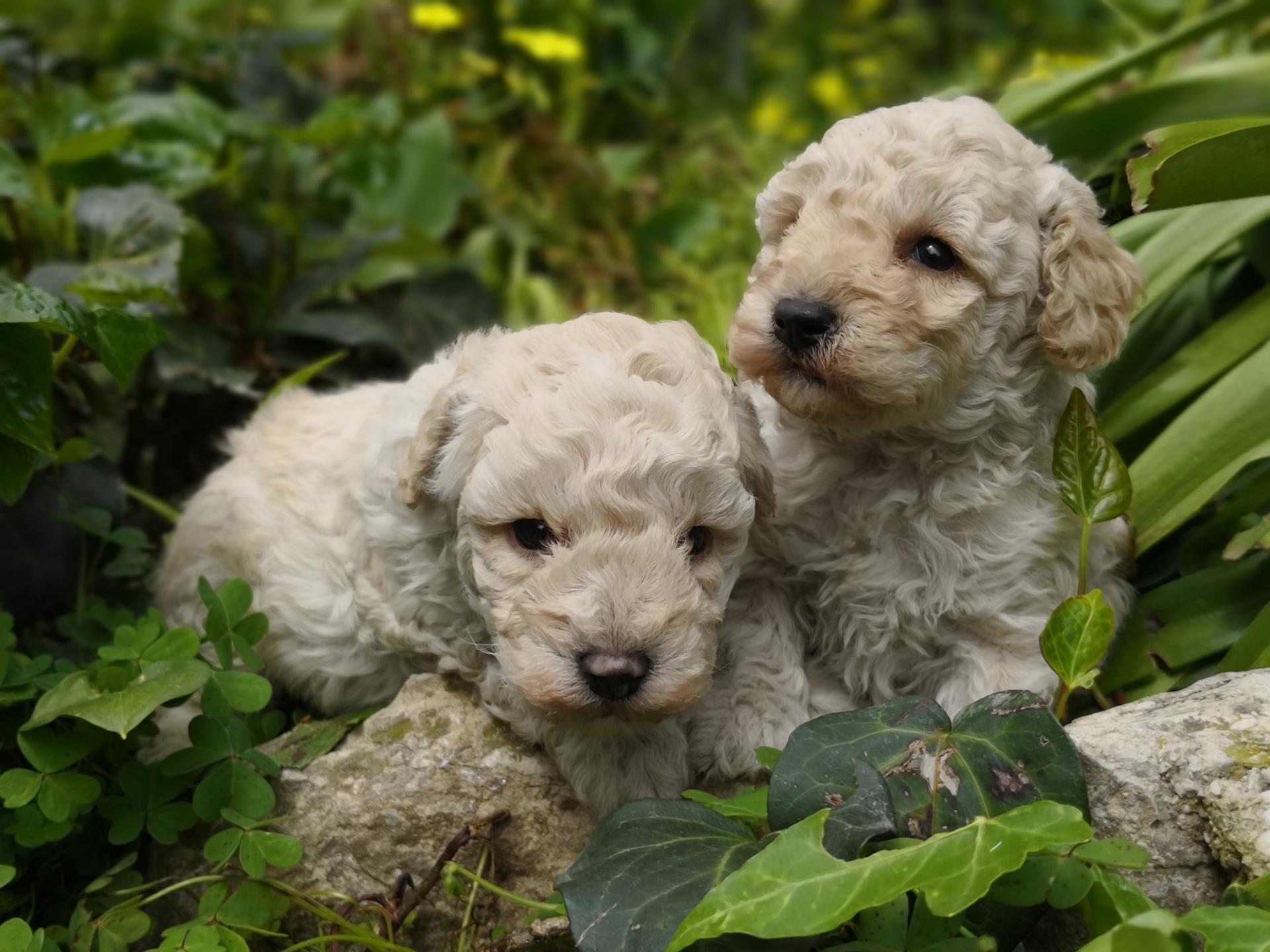 Bébés Hinaya - photo prise le 15.04.18