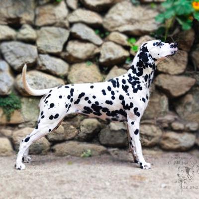 Nos dalmatiens