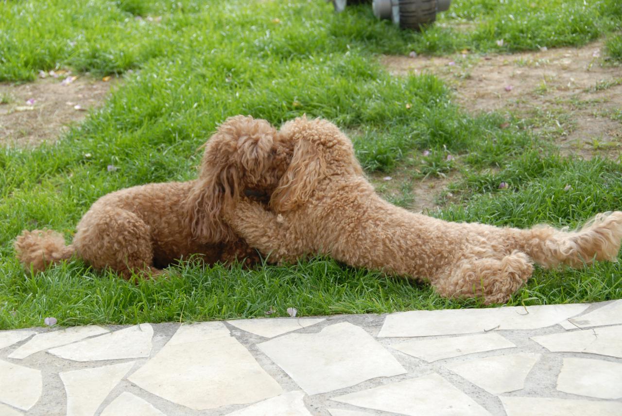 Vicki et Fibie (famille Viennet)