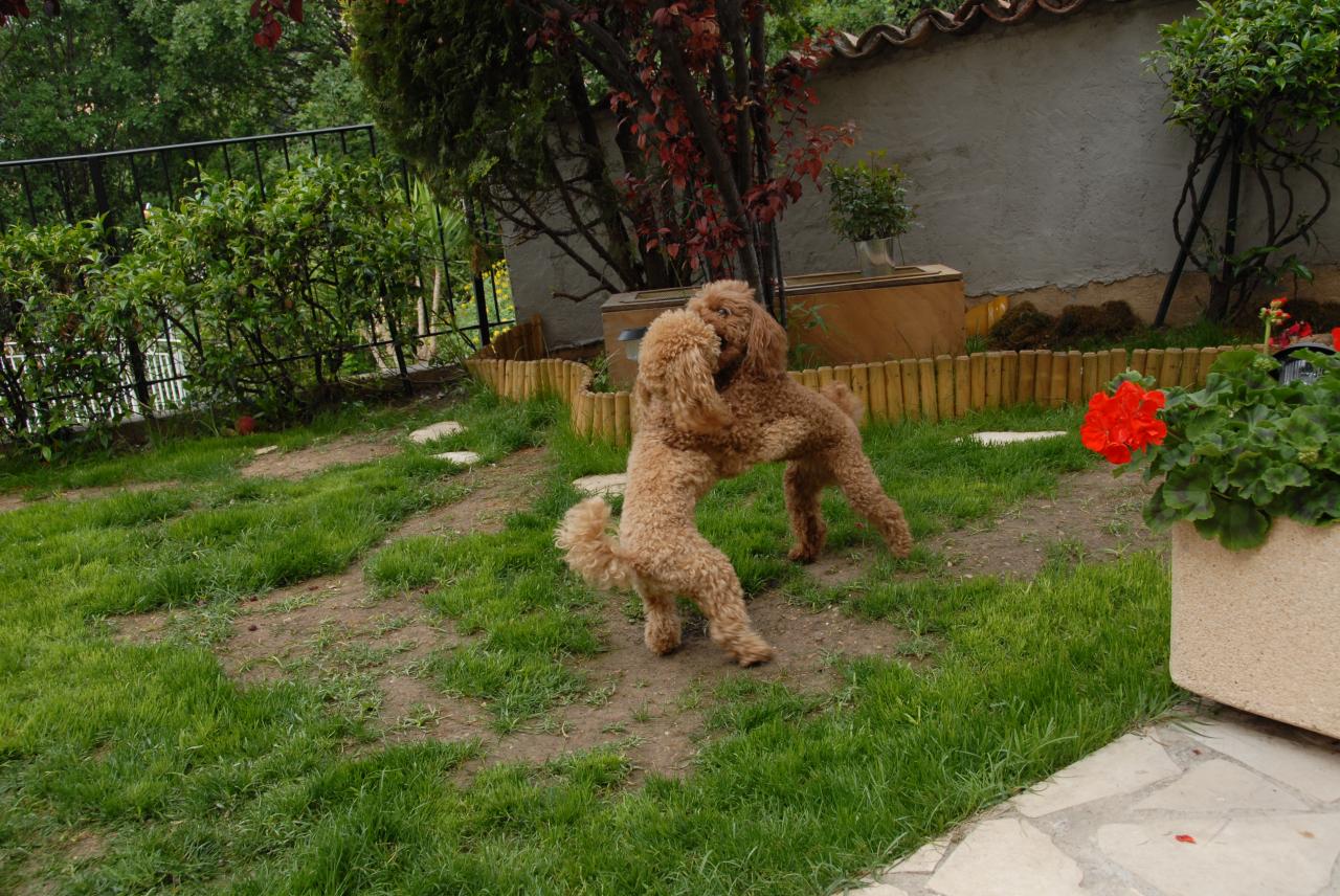 Fibie et Vicki (famille Viennet)