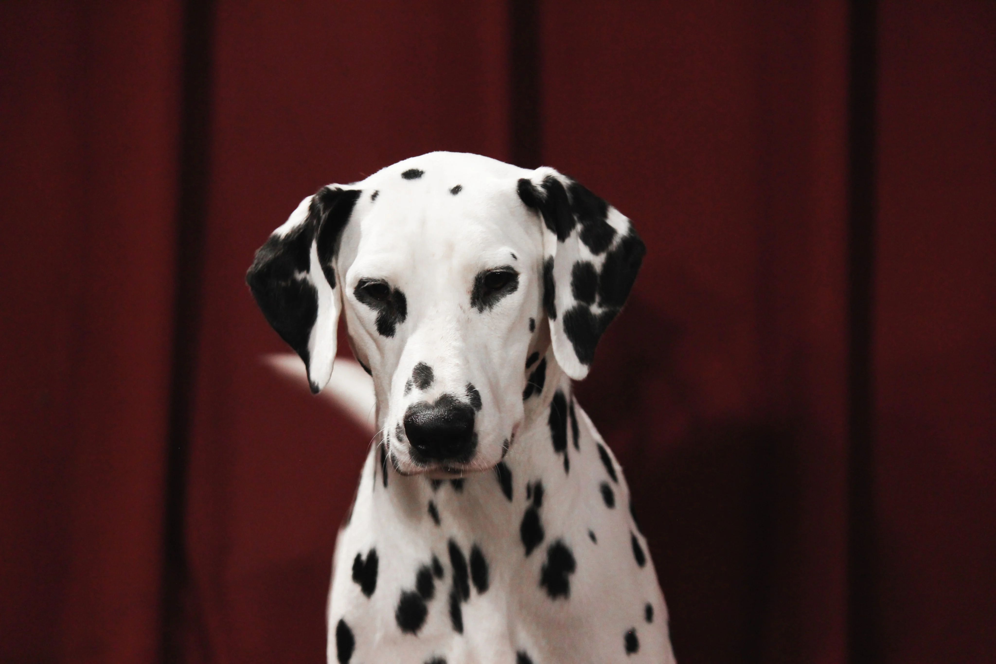 Romanee - le 12.09.21