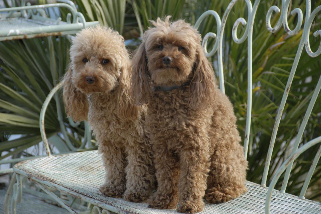 Fibie et Vicki (famille Viennet)