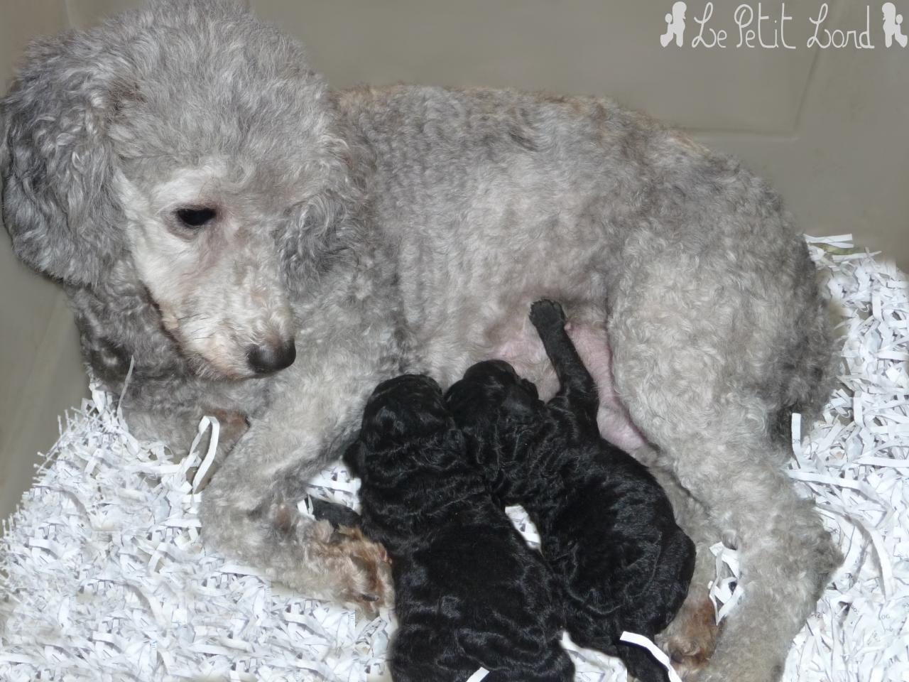 Bébés gris et leur Maman (mâle et femelle)