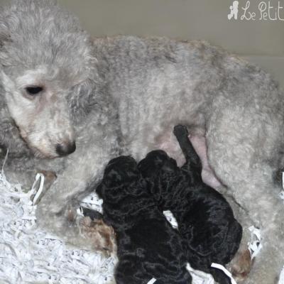 Bébés gris et leur Maman (mâle et femelle)