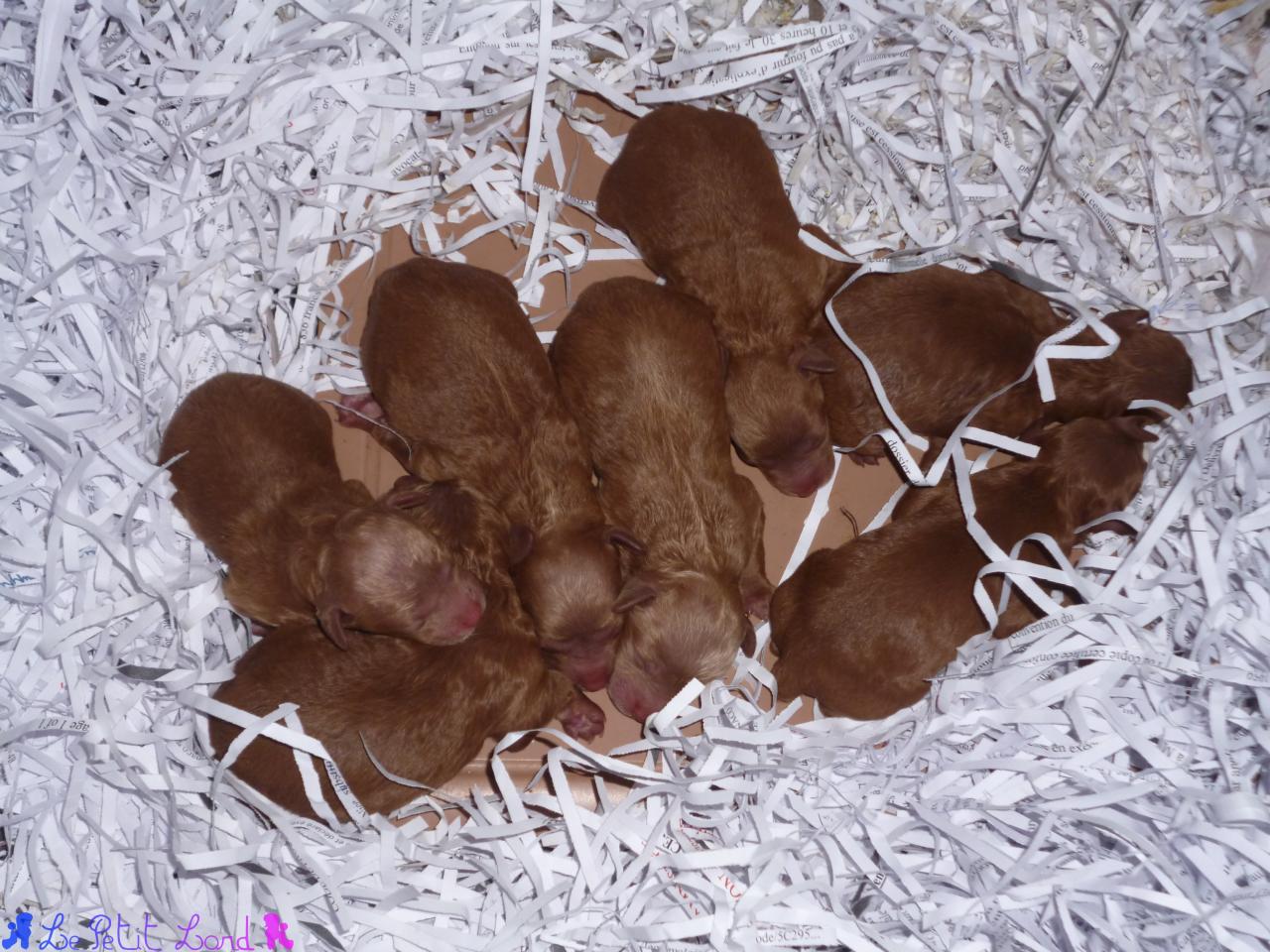 Bébés fauves-rouge (mâle et femelles)