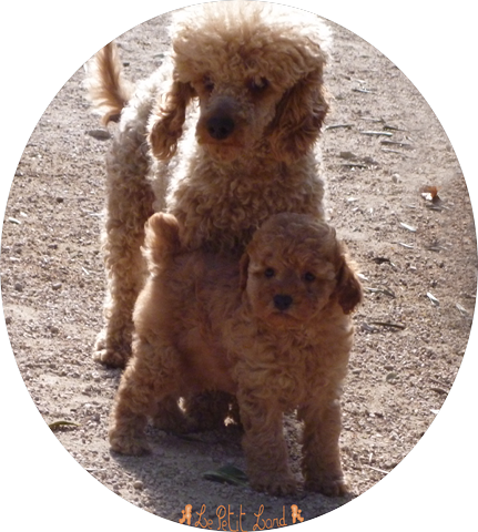 Honey (à famille Palahi) avec sa Maman French Kiss