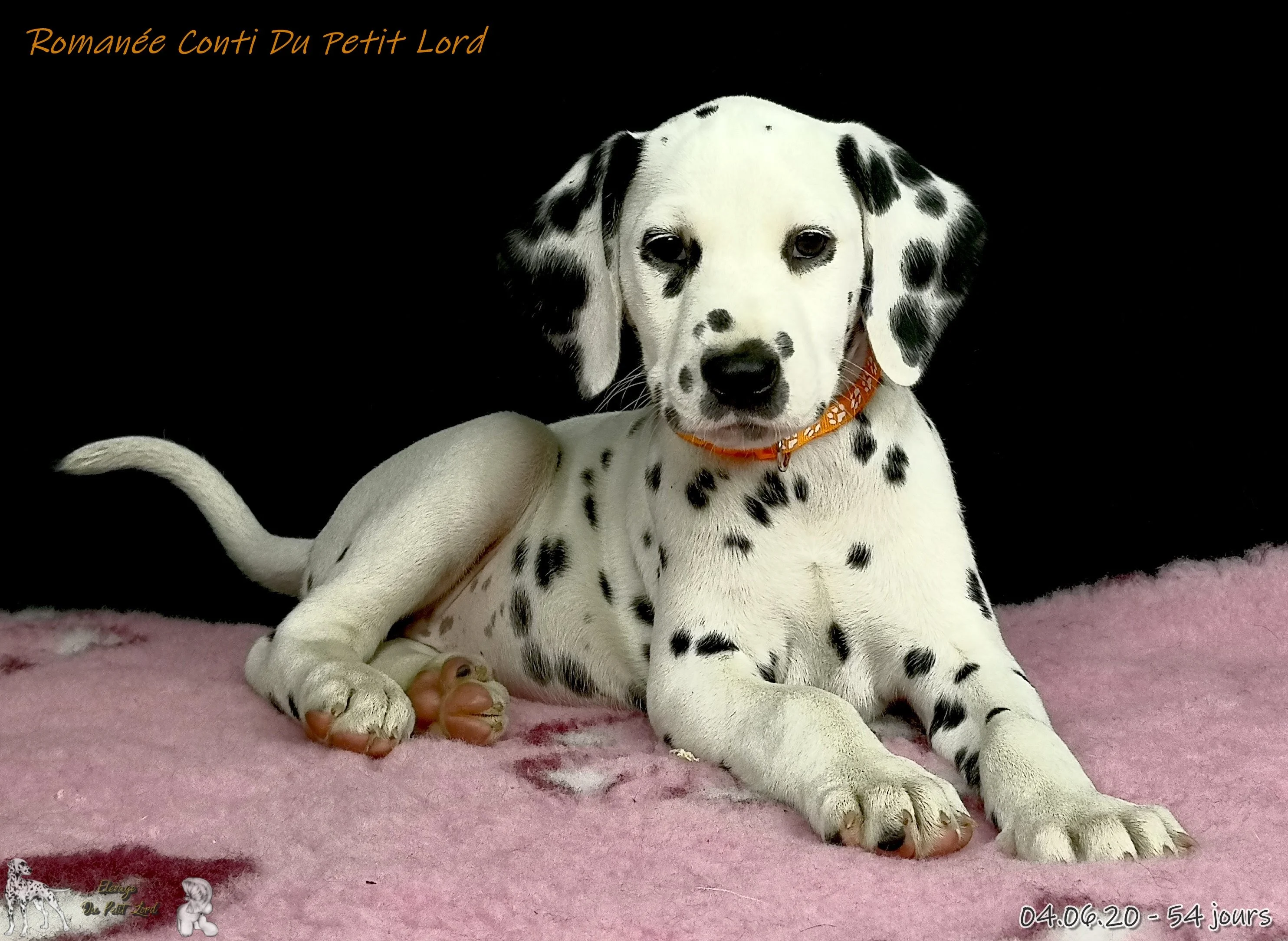 Romanee - le 04.06.20