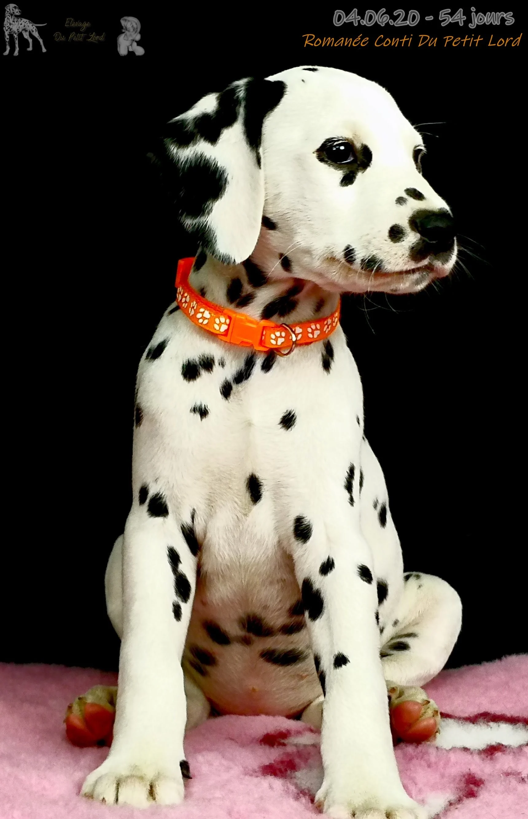 Romanee - le 04.06.20