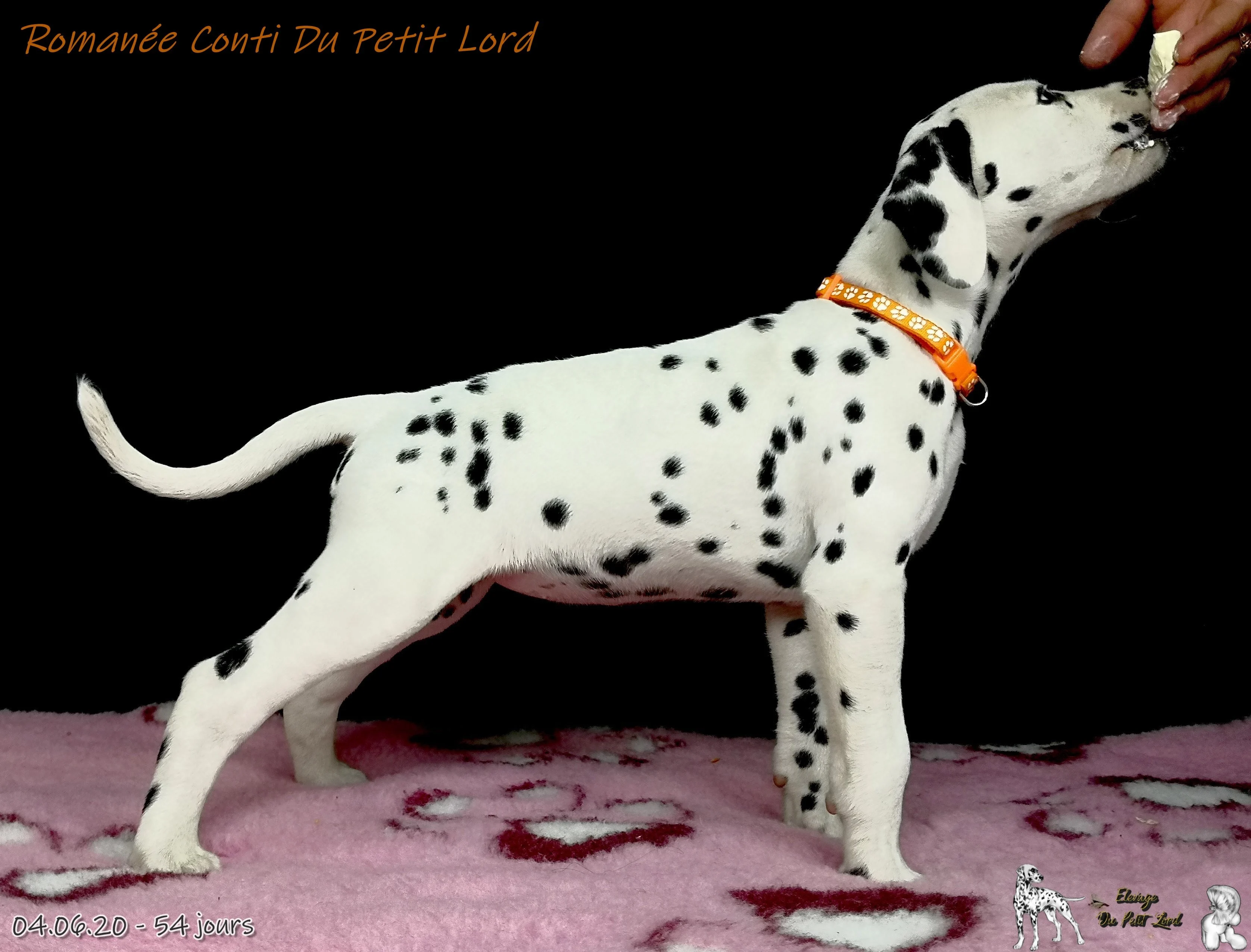 Romanee - le 04.06.20