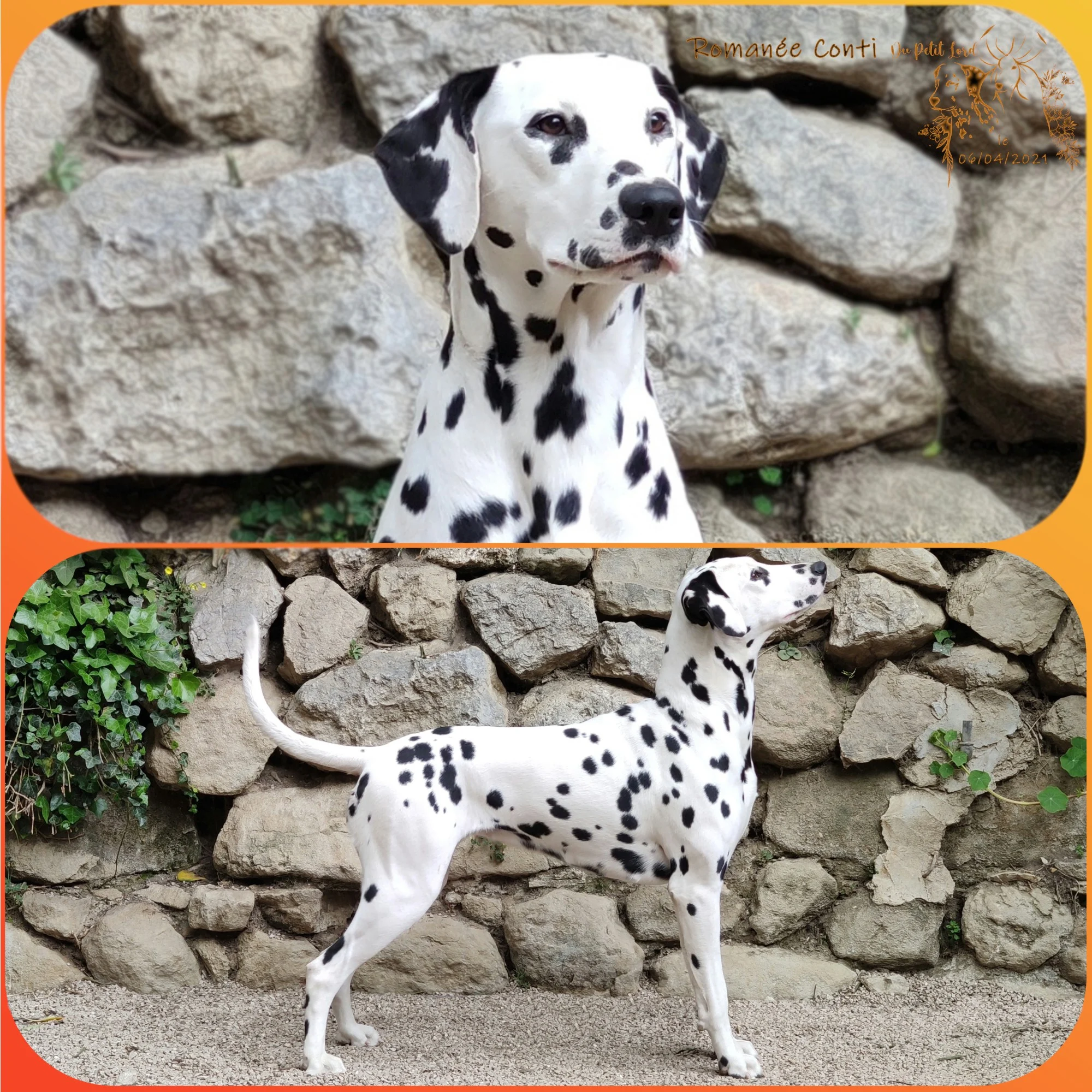 Romanee - le 06.04.21