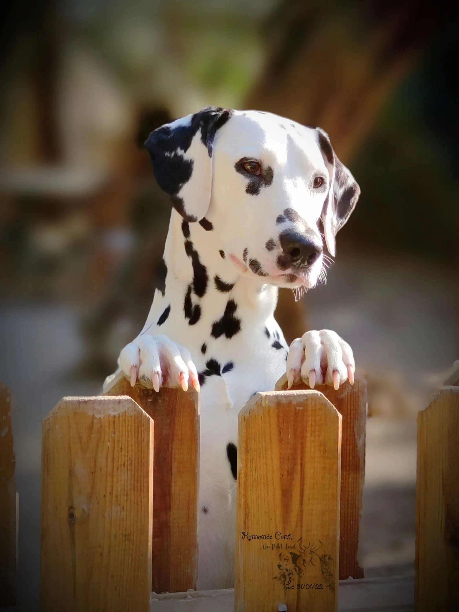 Romanee - le 31.01.22